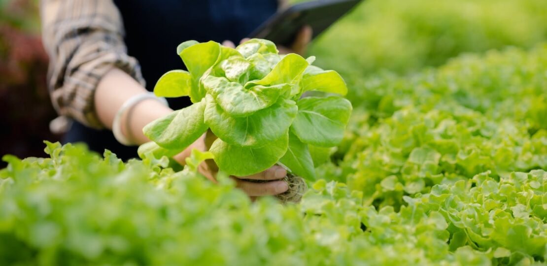 Eight-super-healthy-leafy-greens-–-and-why-you-should-eat-them.jpg