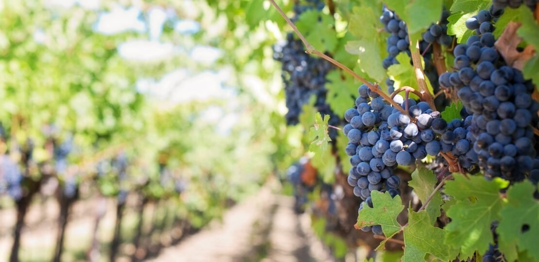 How-Does-Grapeseed-Oil-Benefit-Your-Skin-Reviva-Labs.jpg